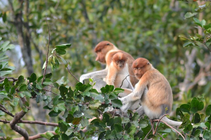 Orangutan Safari Kelotok Houseboat 3 Days 2 Nights Private