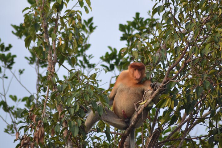 Orangutan Houseboat Kelotok Tanjung Puting 3 Days Share Cost