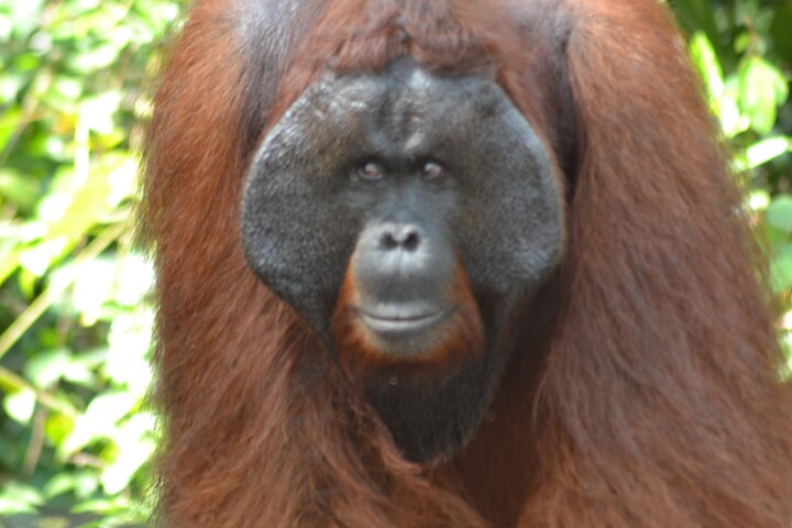 Orangutan Houseboat Kelotok Tanjung Puting 3 Days Share Cost