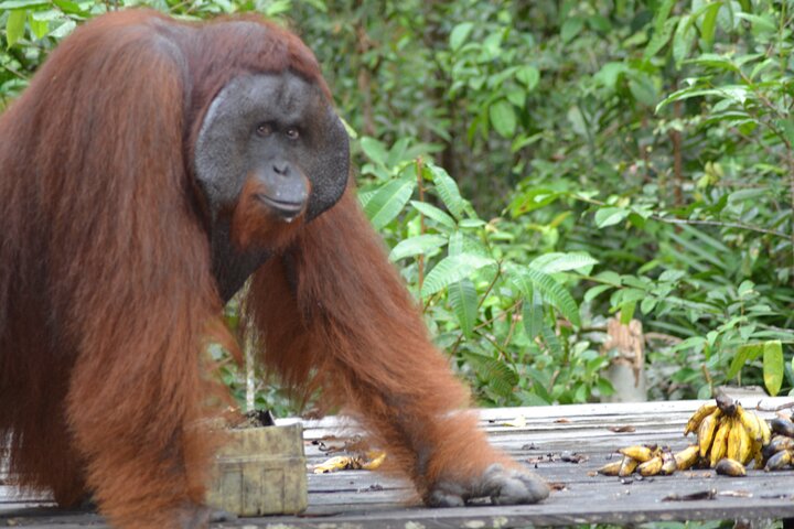 Orangutan Houseboat Kelotok Tanjung Puting 3 Days Share Cost