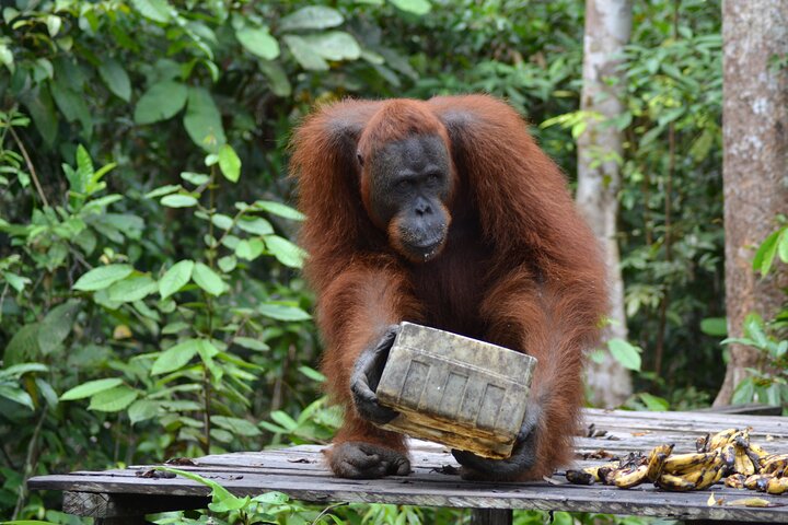 Orangutan Houseboat Kelotok Tanjung Puting 3 Days Share Cost