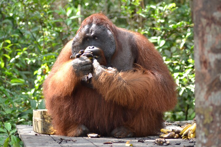 Orangutan Houseboat Kelotok Tanjung Puting 3 Days Share Cost