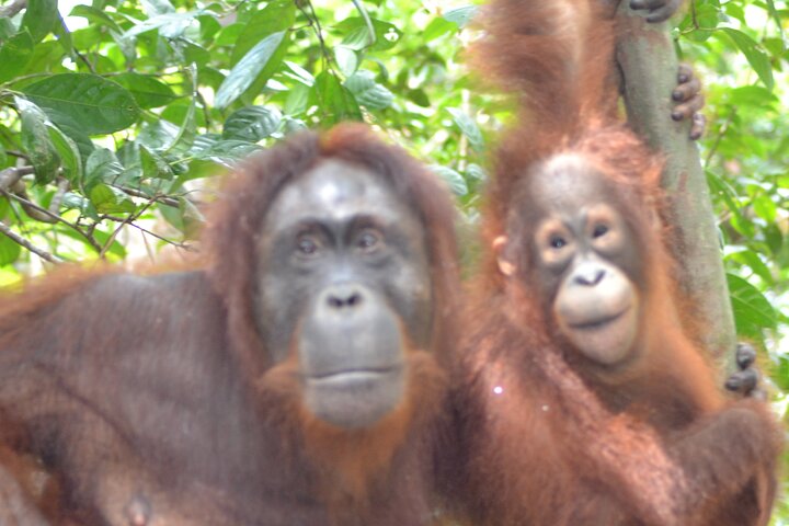 Orangutan Houseboat Kelotok Tanjung Puting 3 Days Share Cost