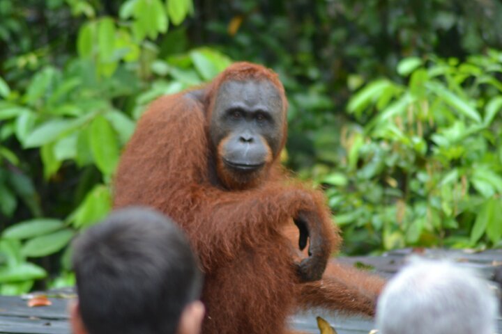 Orangutan Houseboat Kelotok Tanjung Puting 3 Days Share Cost