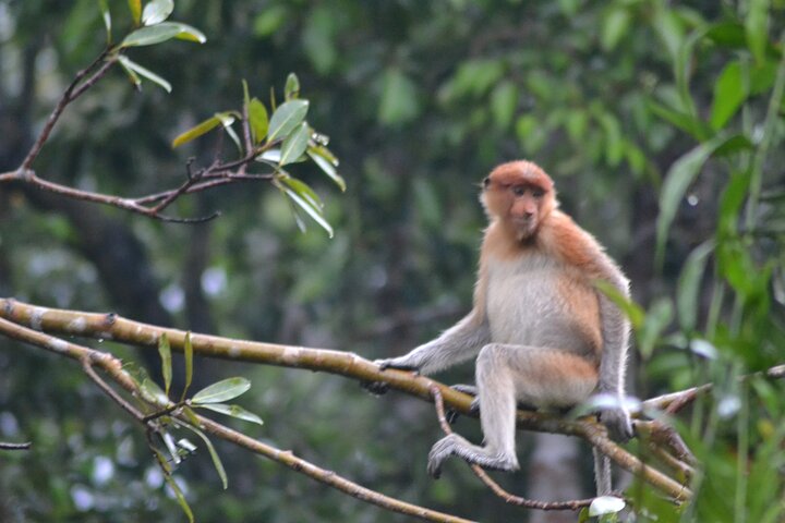 Orangutan Houseboat Kelotok Tanjung Puting 3 Days Share Cost