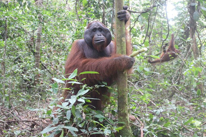 Orangutan Houseboat Kelotok Tanjung Puting 3 Days Share Cost