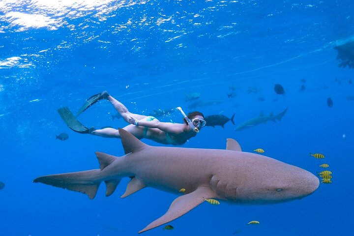 Maafushi: Ship wreck & Nurse shark snorkeling with Dolphin watching