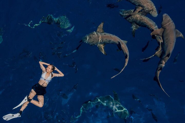 Maafushi: Ship wreck & Nurse shark snorkeling with Dolphin watching