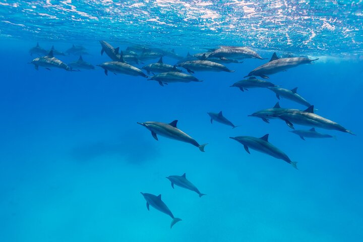 Maafushi: Ship wreck & Nurse shark snorkeling with Dolphin watching