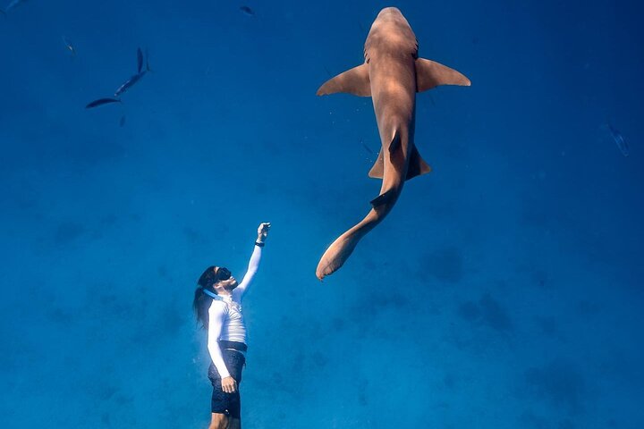 Maafushi: Ship wreck & Nurse shark snorkeling with Dolphin watching