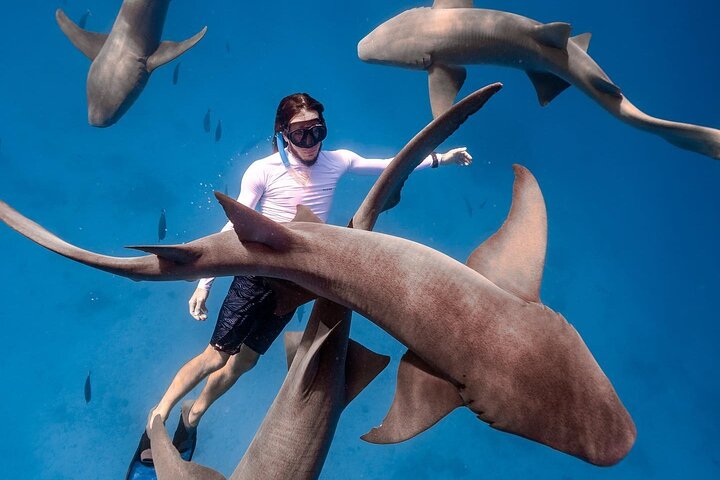 Maafushi: Ship wreck & Nurse shark snorkeling with Dolphin watching