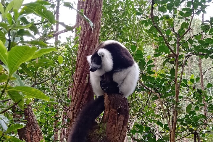 Two days tour to Andasibe NP