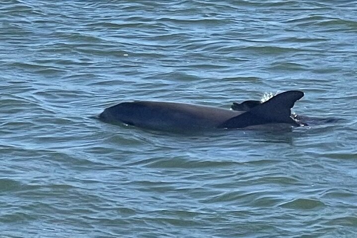 BIG FUN Dolphin Cruise & Sealife Experiece ORANGE BEACH ALABAMA