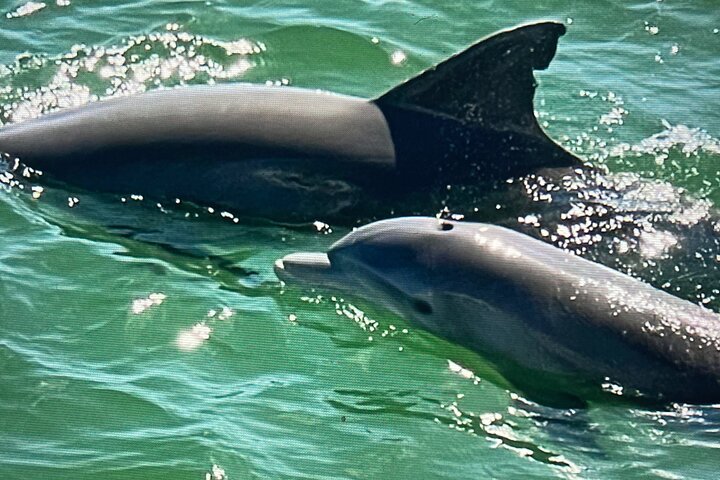 BIG FUN Dolphin Cruise & Sealife Experiece ORANGE BEACH ALABAMA