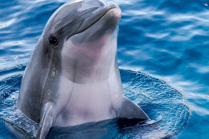BIG FUN Dolphin Cruise & Sealife Experiece ORANGE BEACH ALABAMA