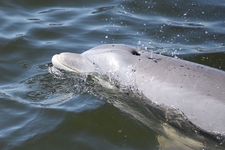 BIG FUN Dolphin Cruise & Sealife Experiece ORANGE BEACH ALABAMA