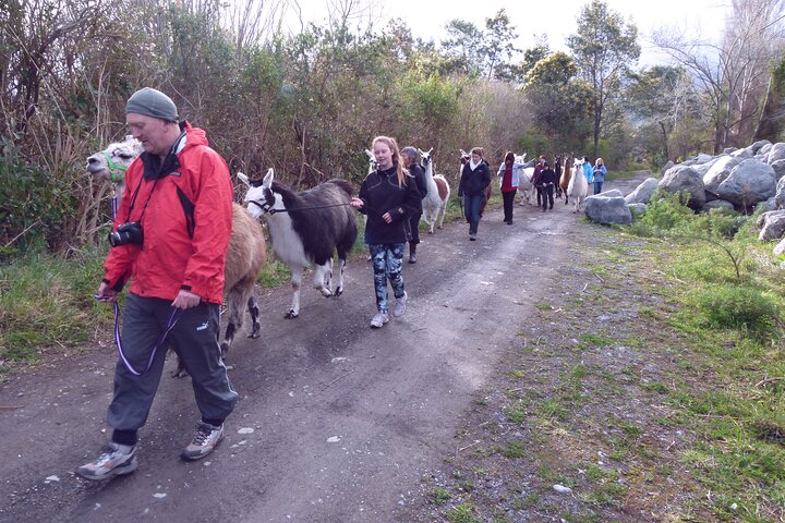 Llama Trek (Taster) - Kowhai River Valley and Native Woodland Tour
