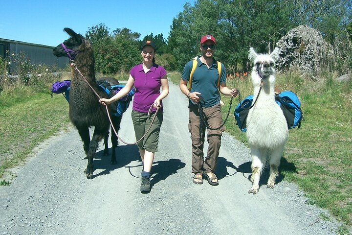Llama Trek (Taster) - Kowhai River Valley and Native Woodland Tour