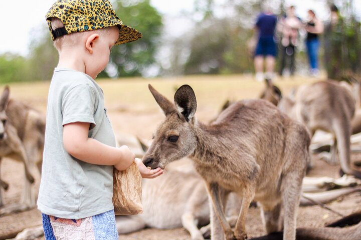Lone Pine Koala Sanctuary Day Pass
