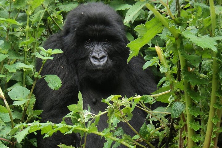 1 Day Rwanda Gorilla Trekking Tour In The Volcanoes National Park