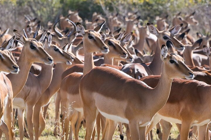 2 Nights 3 Days Chobe Safari ex Livingstone/ Victoria Falls