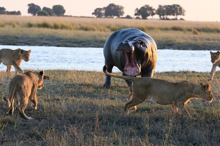2 Nights 3 Days Chobe Safari ex Livingstone/ Victoria Falls