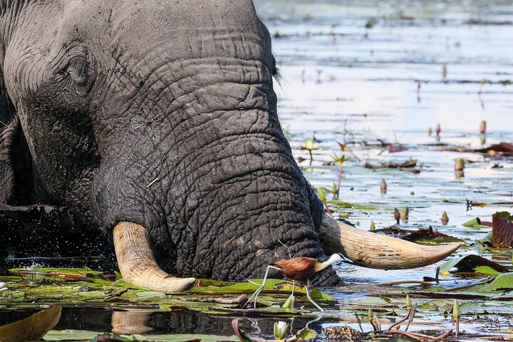 2 Nights 3 Days Chobe Safari ex Livingstone/ Victoria Falls