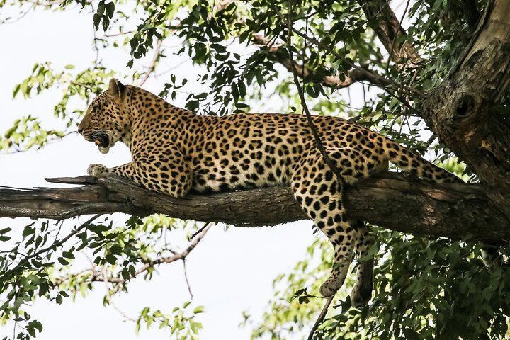 Chobe Day Trip, Botswana Ex Victoria falls or Livingstone