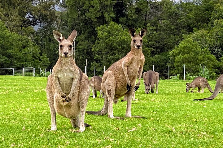 WILD Wombat and Kangaroo Day Tour, All Inclusive