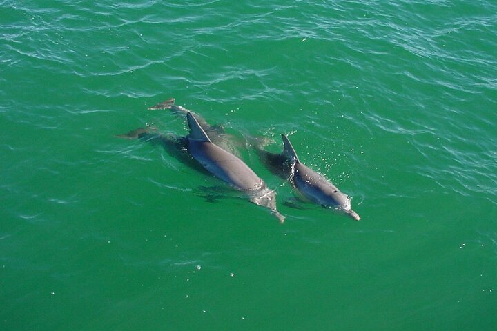 Sunset Dolphin Watching Boat Tour from Vrsar