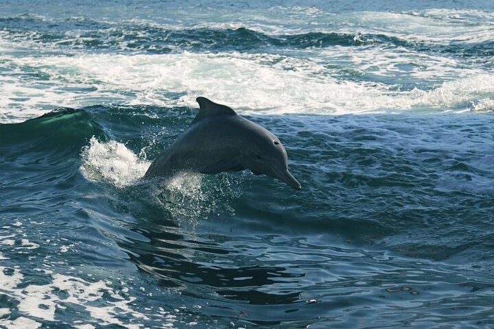 Sunset Dolphin Watching Boat Tour from Vrsar