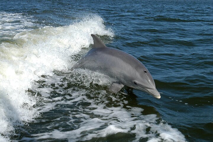 Sunset Dolphin Watching Boat Tour from Vrsar