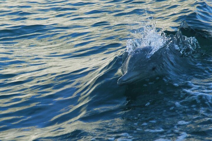 Sunset Dolphin Watching Boat Tour from Vrsar