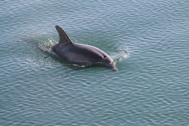 Sunset Dolphin Watching Boat Tour from Vrsar