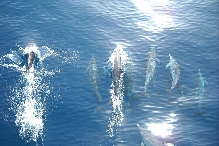 Sunset Dolphin Watching Boat Tour from Vrsar