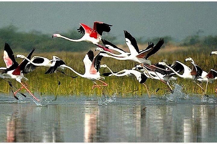 Keoladeo Birds Park Tour From Agra To Jaipur Including Entry