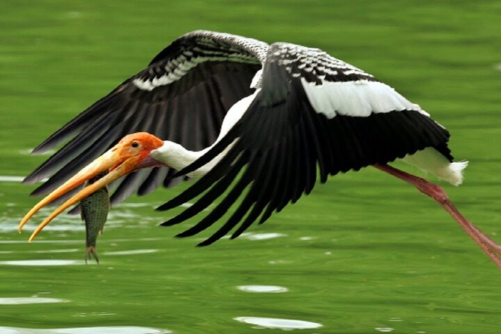 Keoladeo Birds Park Tour From Agra To Jaipur Including Entry