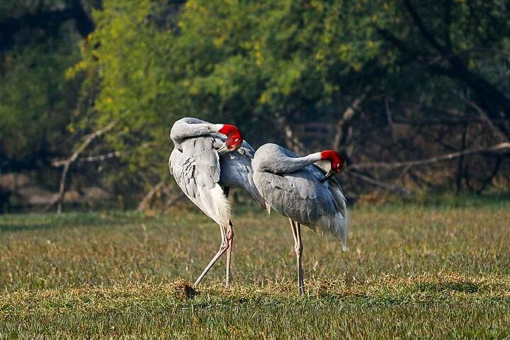Keoladeo Birds Park Tour From Agra To Jaipur Including Entry