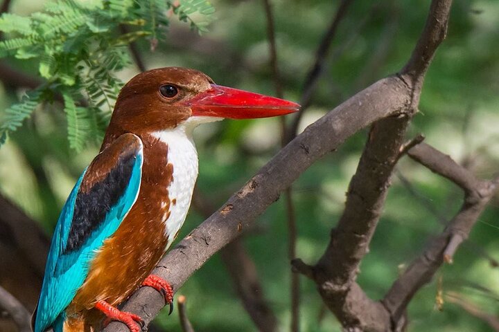 Keoladeo Birds Park Tour From Agra To Jaipur Including Entry