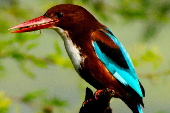 Keoladeo Birds Park Tour From Agra To Jaipur Including Entry