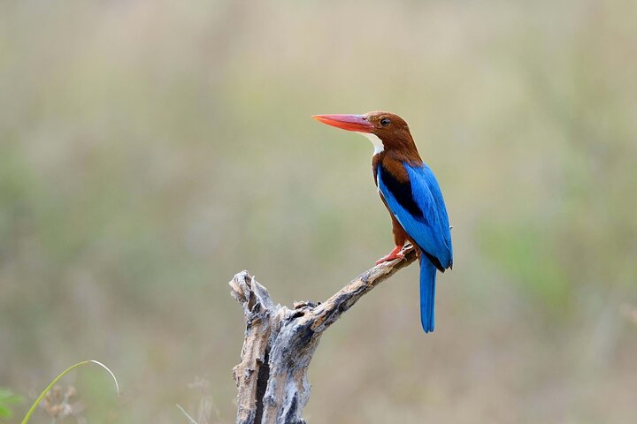 Keoladeo Birds Park Tour From Agra To Jaipur Including Entry