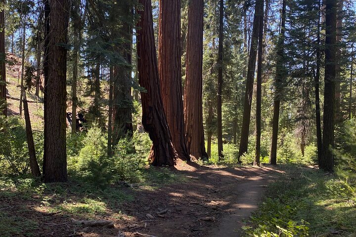 Day Tour to Kings Canyon National Park