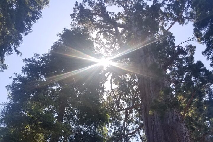 Day Tour to Kings Canyon National Park