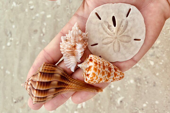 Private Shelling and Dolphin Excursion