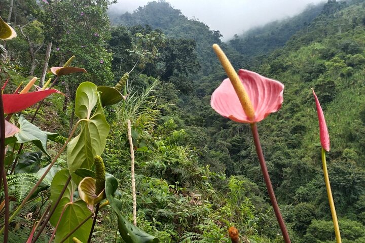 Excursion to La Plata waterfall in Ibagué (490 meters the highest in Tolima)