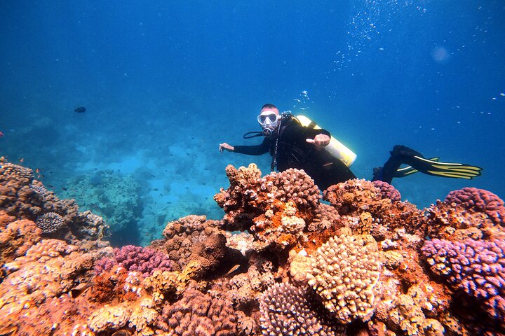 Private Diving Experience in The Heart of Red Sea in Aqaba