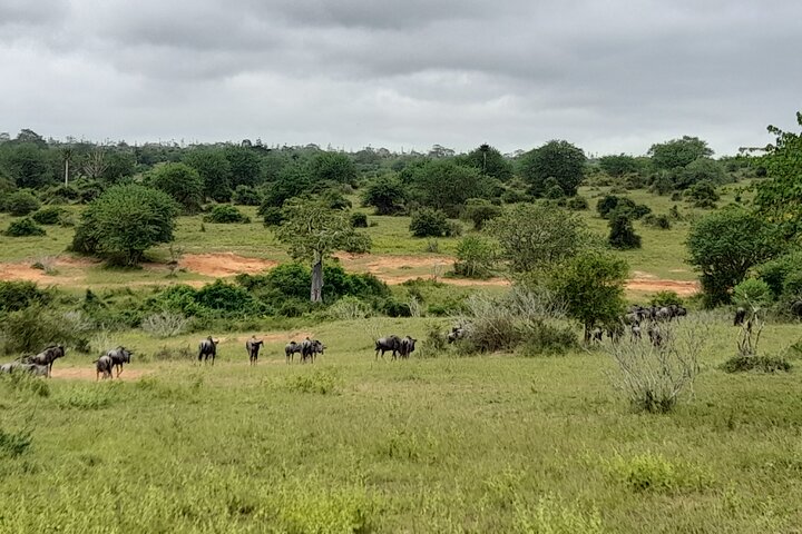 Kissama National Park Safari