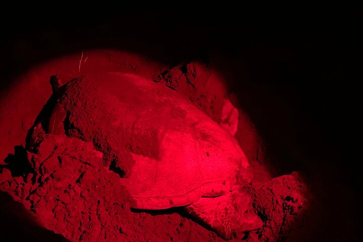 Observation of Turtles in their Natural Habitat in Tortuguero