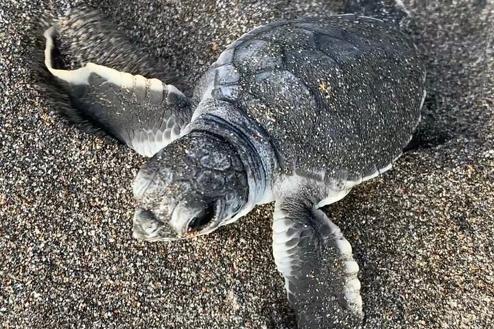 Observation of Turtles in their Natural Habitat in Tortuguero
