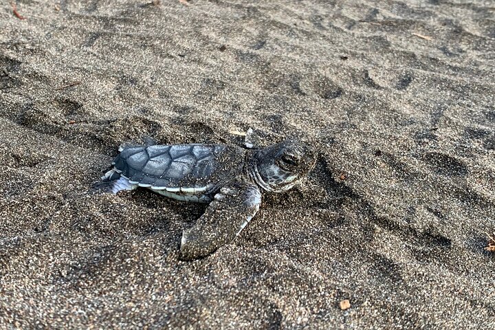 Observation of Turtles in their Natural Habitat in Tortuguero